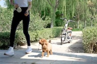 Pet-Friendly E-Scooters Image 2