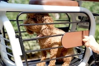 Pet-Friendly E-Scooters Image 4