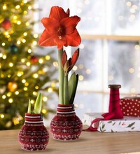 Sweater-Wrapped Flower Bulbs