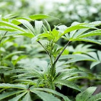 Legal Cannabis Clones Image 1