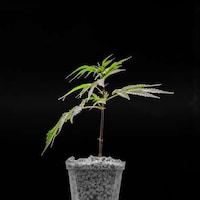 Legal Cannabis Clones Image 2
