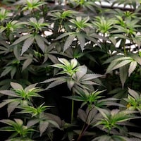 Legal Cannabis Clones Image 3