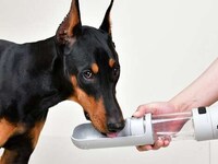 Multifunctional Pet Leash Accessories