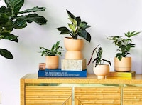Biophilic Design Brands Image 3