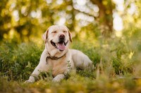 Pet-Specific Calling Devices Image 1