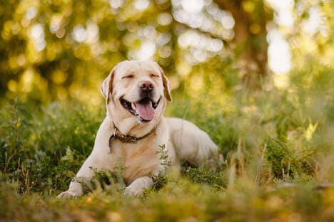 Pet-Specific Calling Devices