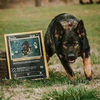 Pet-Inspired Playing Card Image 4