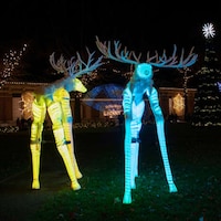 Illuminating Animal Holiday Experiences Image 2