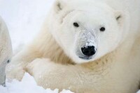 Sustainable Arctic Tours Image 4