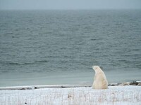 Sustainable Arctic Tours Image 5