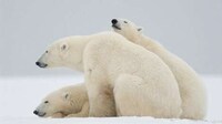 Sustainable Arctic Tours Image 6