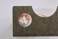 Modular Magnetic Cat Walls Image 5