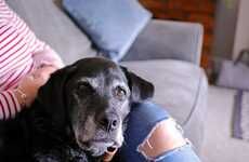 Senior Dog Adoption Campaigns