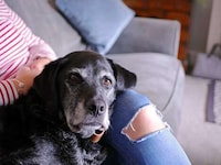 Senior Dog Adoption Campaigns