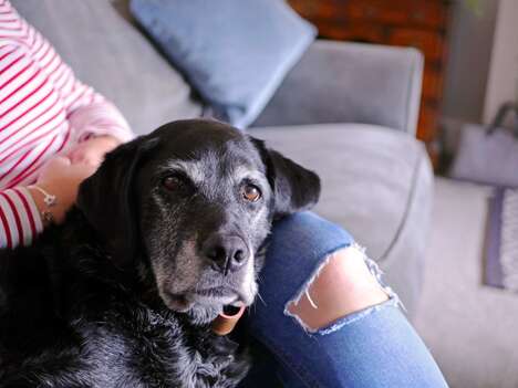 Senior Dog Adoption Campaigns