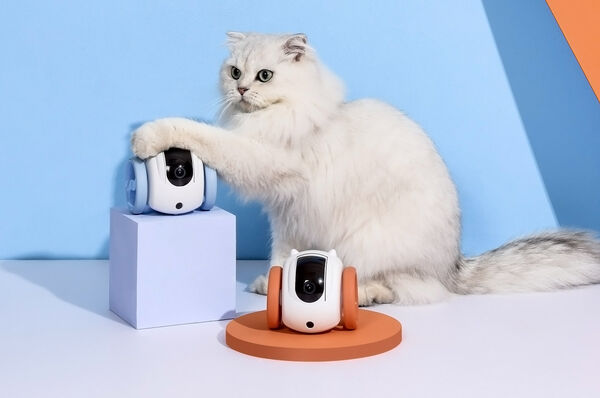Roving Household Pet Robots