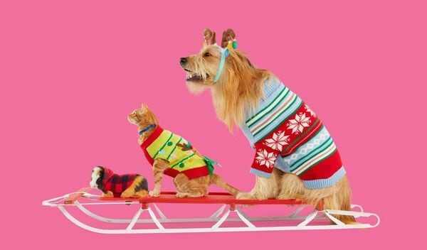 Top 35 Pet Trends in December