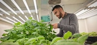 Natural Pesticide Alternatives