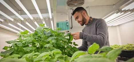 Natural Pesticide Alternatives
