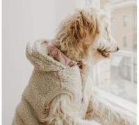 Fashionable Vegan Dog Collars Image 1