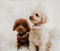 Fashionable Vegan Dog Collars Image 2