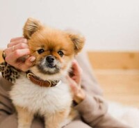 Fashionable Vegan Dog Collars Image 4