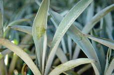 Agave Plant NFTs