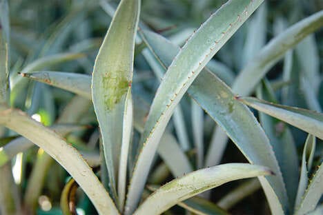 Agave Plant NFTs