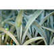 Agave Plant NFTs Image 1