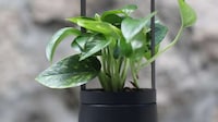 Basket-Inspired Smart Planters Image 3