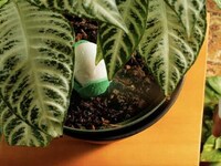 Indoor Greenery Monitors Image 4