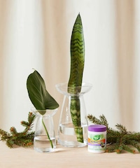 Plant Propagation Kits Image 1