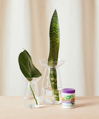 Plant Propagation Kits Image 2