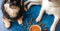 Premium Krill-Infused Pet Foods Image 2