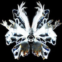 Redeemable Whisky NFTs Image 2