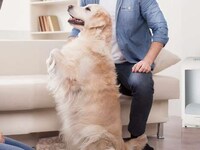 Stationary Pet-Friendly Vacuums Image 3