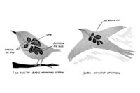 Algae-Powered Metal Lung Concepts Image 3