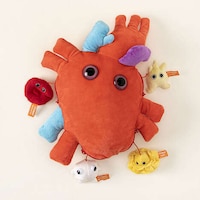 Educational Anatomy Toys