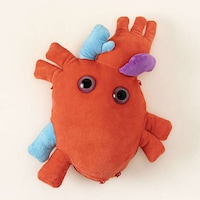 Educational Anatomy Toys Image 2
