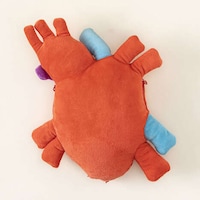 Educational Anatomy Toys Image 3