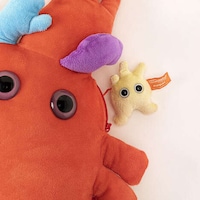 Educational Anatomy Toys Image 5