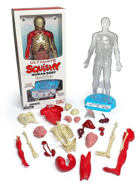 Human Body Discovery Toys