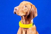 Biometric GPS Canine Collars Image 2