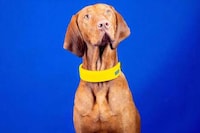 Biometric GPS Canine Collars Image 3