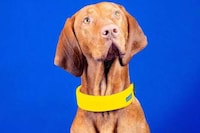 Biometric GPS Canine Collars Image 4