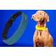 Biometric GPS Canine Collars Image 6