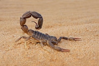 Automated Venom Removal Devices