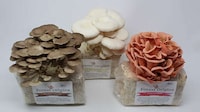 At-Home Mushroom Gardening Kits