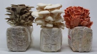 At-Home Mushroom Gardening Kits Image 2