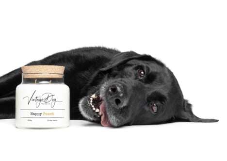 Pet-Friendly Candles
